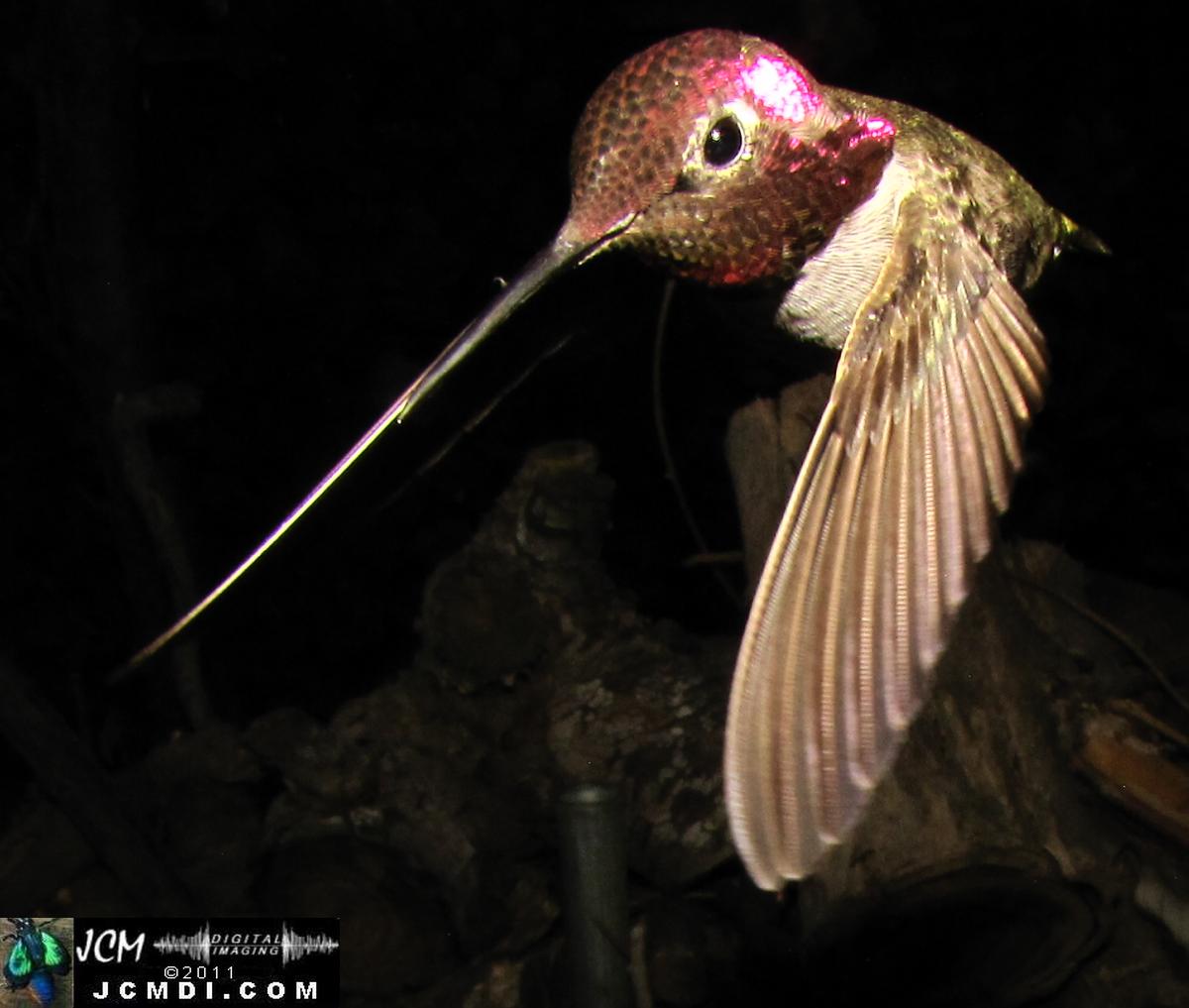 Hummingbird photo captured from Robo-Cam Motion Detection at JCMDI.COM
